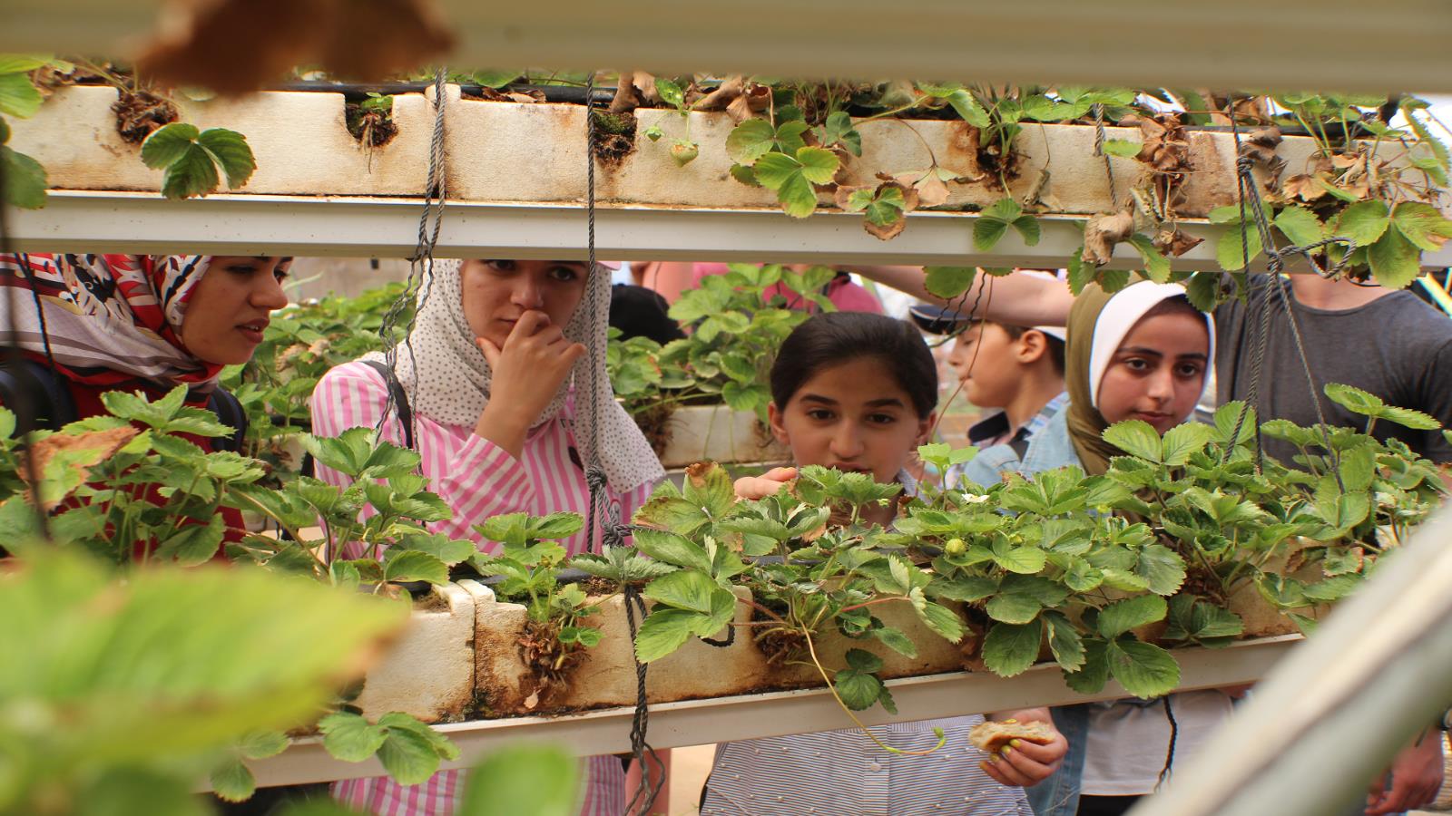 المشاركات في أحد الأماكن الزراعية في قطاع غزة (مبادرة بطوطة/الجزيرة)