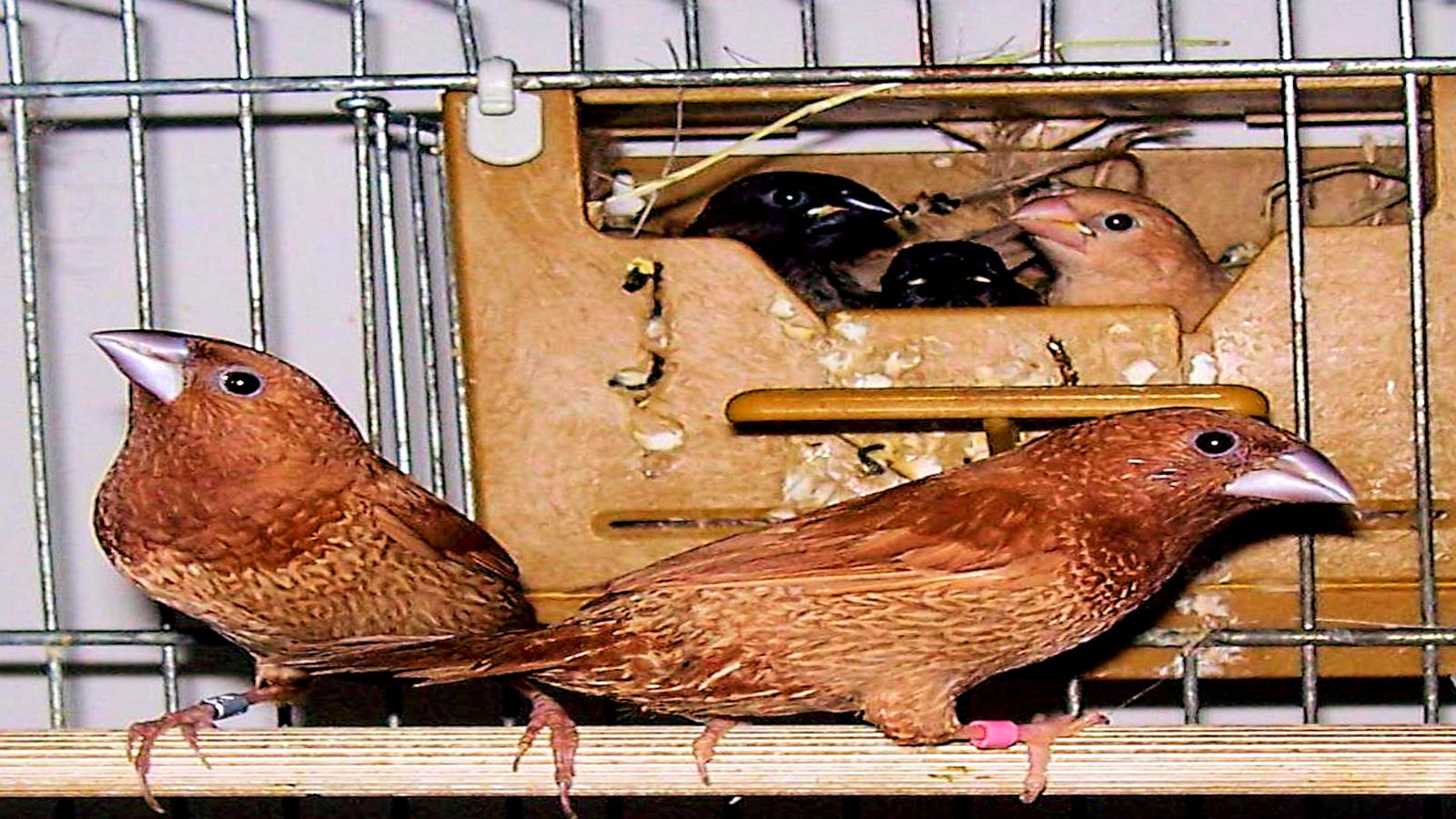  يمكن التخلص من القيود الوراثية لقدرات تعلم طيور الشرشور البنغالية للتغريد بتكييف التعليم ليناسب الميول الفطرية للطيور (بيكسابي)