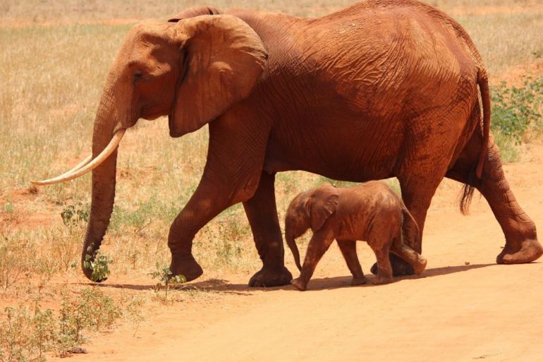 Said سعيد - تملك الفيلة الإفريقية آذانا أكبر من الفيلة الآسيوية / فيل الأفريقي من منطقة السافانا في كينيا/ بيكسلز/ متاح الاستخدام - ما سبب امتلاك الفيلة آذانا كبيرة؟