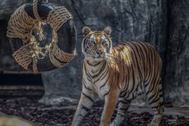 Istanbul's first Bengal tiger cubs meet their visitors- - ISTANBUL, TURKEY - JULY 27: A tiger is seen at Lion Park of Tuzla Viaport Marina hosting two Bengal tigers, two Siberian tigers and three Bengal tiger cubs, within International Tiger Day in Istanbul, Turkey on July 27, 2019.