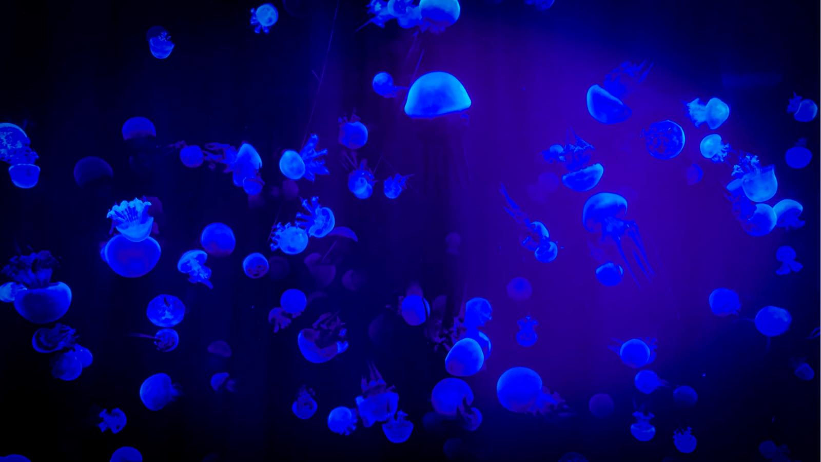 ‪البكتيريا تمنح الإضاءة لكائنات البحر المختلفة‬ (مواقع إلكترونية)