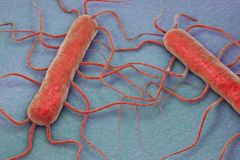 أبرز خمسة أسباب لانتشار الجراثيم في الغذاء، الليستيريا: نادرة لكنها خطيرة الليستيريا هي بكتيريا قابلة للتكيف بشكل كبير للغاية، وتظهر في كل مكان تقريباً ومن بينها طعامنا. وفي حال ظهور الليستيريا في الجسم، فقد تؤدي إلى تسمم الدم أو التهاب السحايا، خاصة لدى كبار السن والأطفال الصغار. ويمكن القضاء على هذه البكتيريا عن طريق الحرارة.