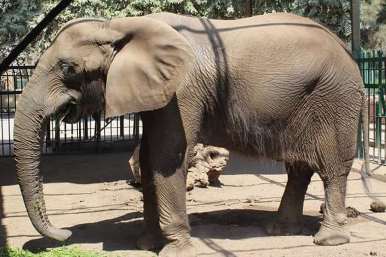 الفيلة نعيمة - المصدر: حديقة حيوانات الجيزة