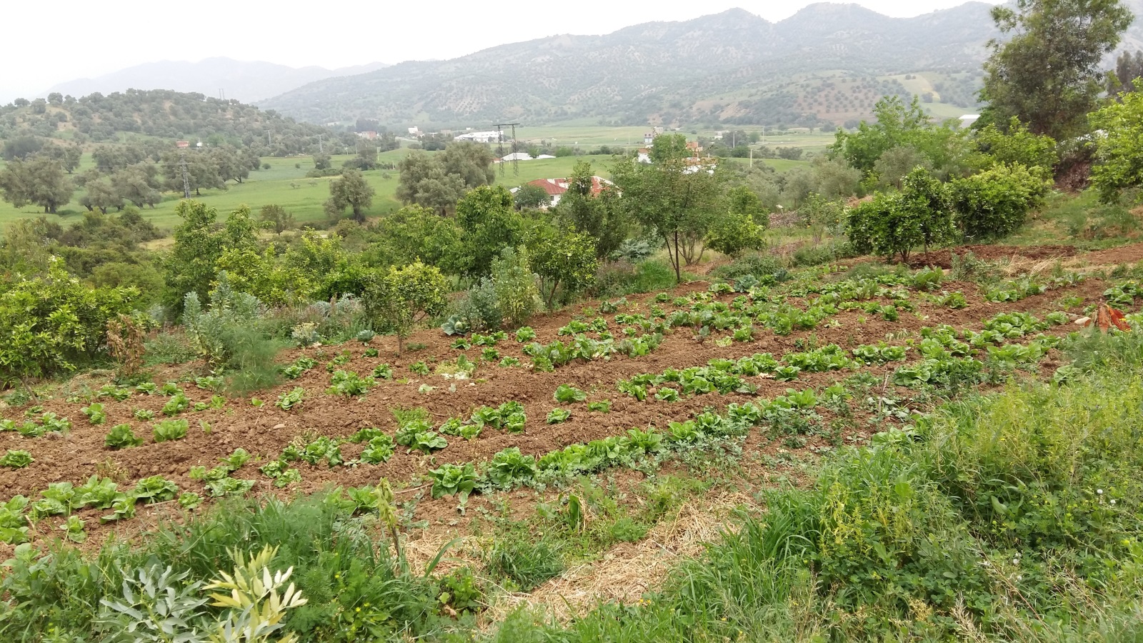 ‪خضروات مزروعة بحديقة المنزل تستخدم في الطعام المقدم للزوار‬ (الجزيرة)