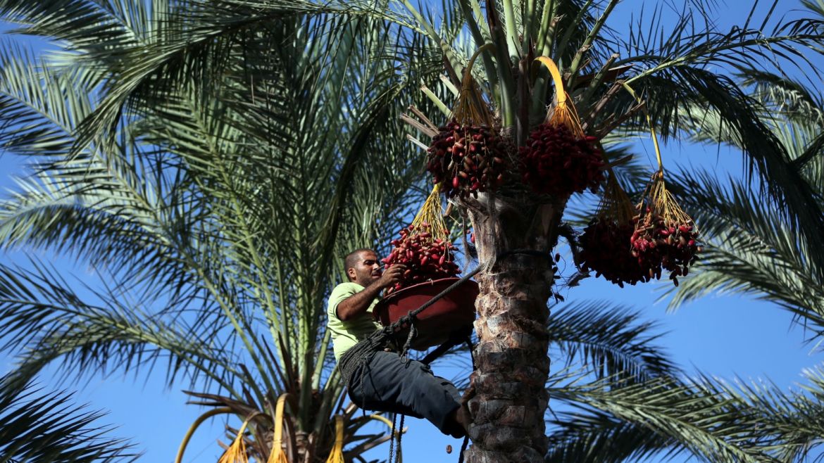 A Palestinian man harvests dates from a palm tree in Deir al-Balah in the central Gaza Strip September 24, 2019. REUTERS/Ibraheem Abu Mustafa