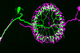خليتان بصريتان في تشابك مع منطقة البوصلة الخلوية في الدماغ (يوريك ألرت)