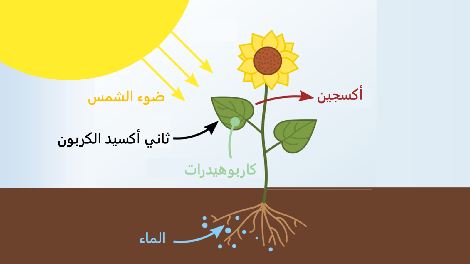 ‪‬ دورة البناء الضوئي في النبات(ويكيبيديا)