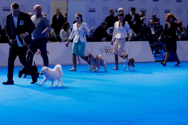 "معرض الكلاب الدولي روسيا 2019