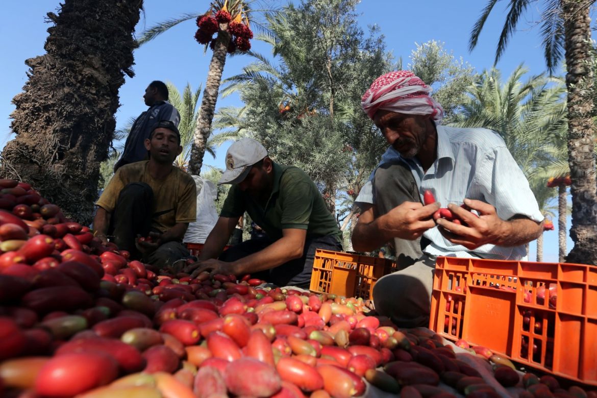 Palestinians sort freshly harvested dates in Deir al-Balah in the central Gaza Strip September 24, 2019. REUTERS/Ibraheem Abu Mustafa