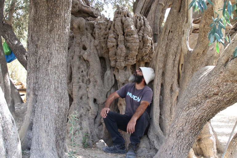 عمرها 5 آلاف سنة تعرف على أقدم شجرة زيتون في فلسطين