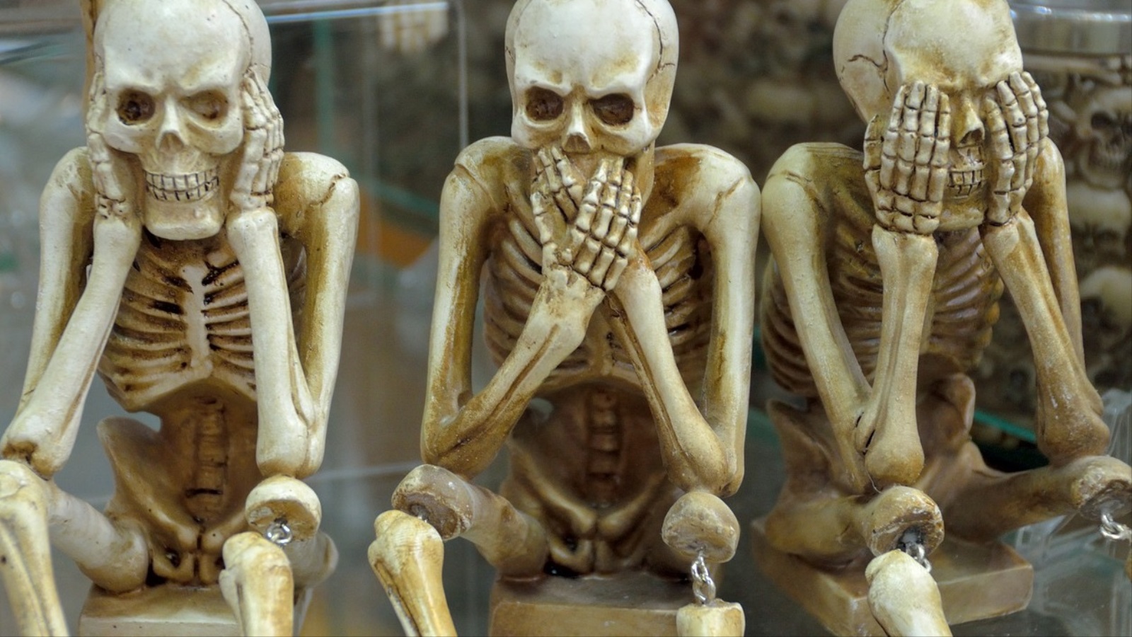 عدد العظام عند الإنسان البالغ عددها