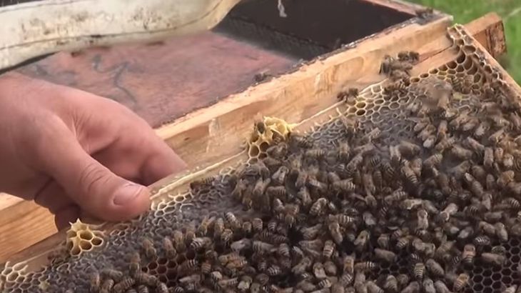 غلاف كيف يتم جني العسل؟