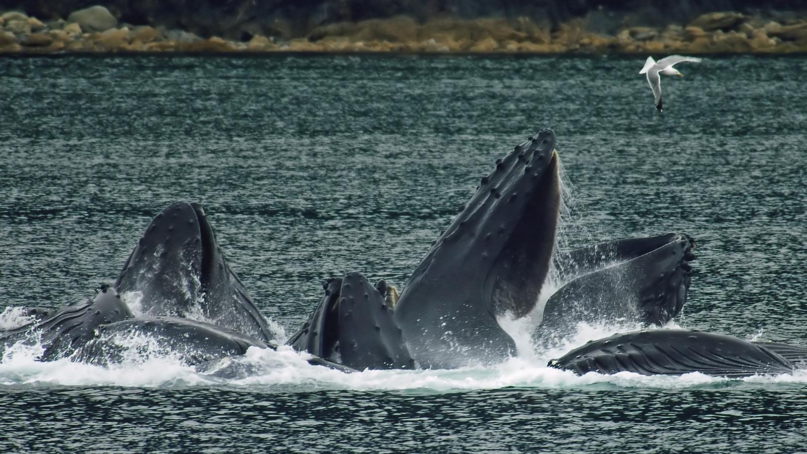 ‪الحيتان الحدباء خلال صيدها الجماعي تصطاد بفقاعات الهواء‬ (الجزيرة)