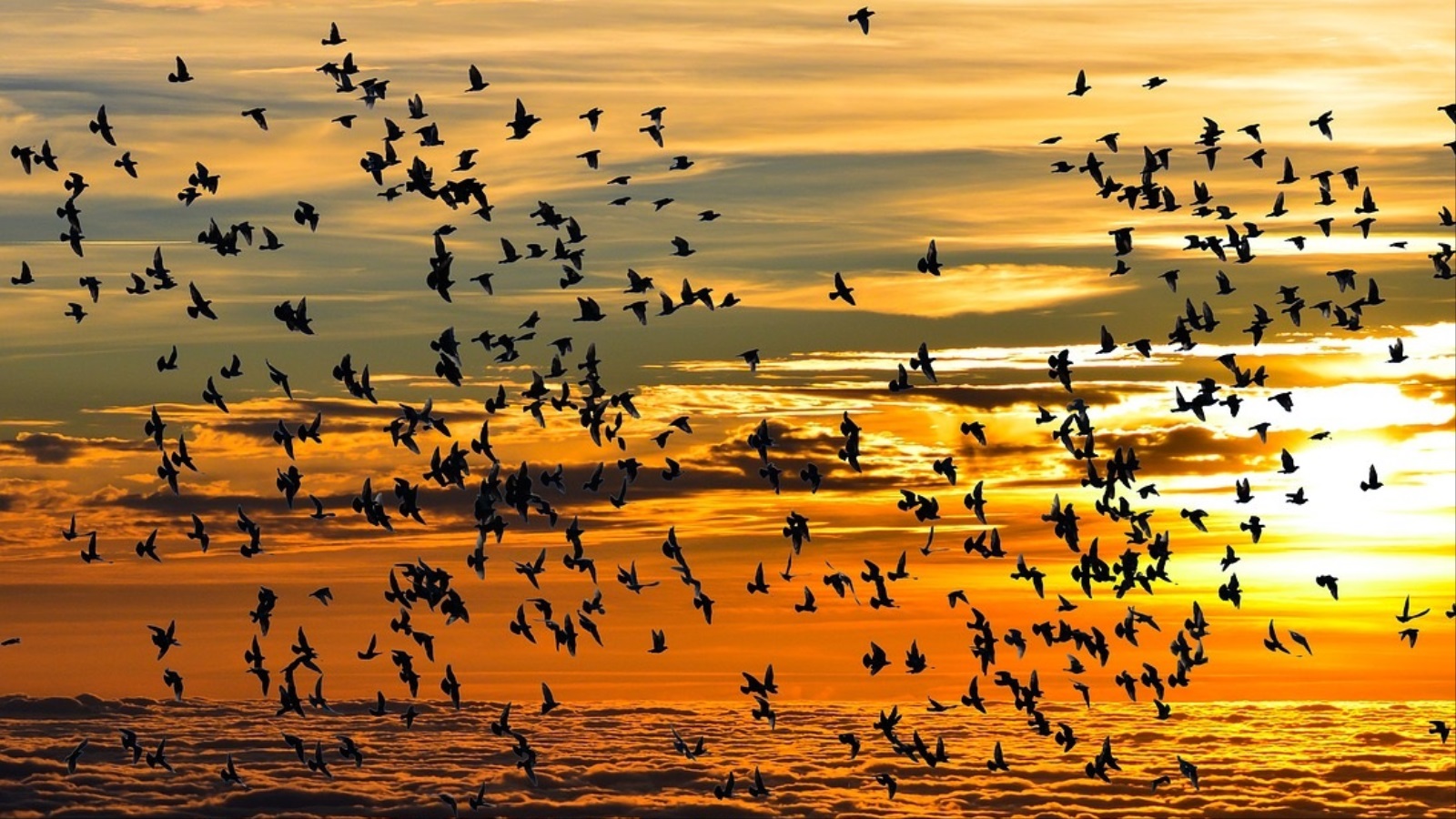 ‪هجرات الطيور الموسمية أصبحت تجري في وقت مبكر بسبب تغير المناخ‬ (بيكسابي)