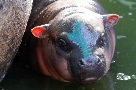 A month-old baby pygmy hippo is seen at his enclosure at Khao Kheow Zoo in Chonburi, Thailand November 30, 2019. REUTERS/Jorge Silva