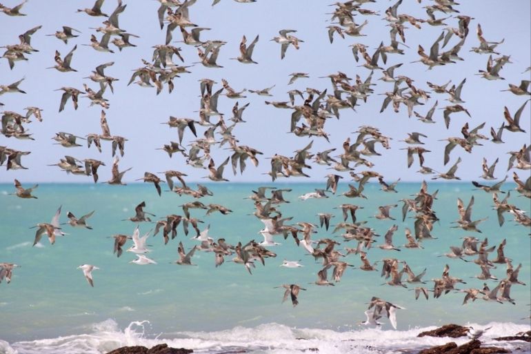 استخدمت الحوسبة السحابية لدراسة سلوكيات هجرة مئات الأنواع من الطيور (ويكيبيديا)