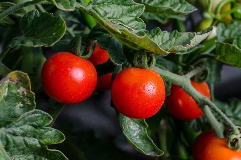 يصدر نبات الطماطم ما مجموعه 60 صوتا في حالات العوز المائي وقطع السيقان (بيكساباي)