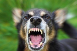 لماذا يهاجم الكلاب البشر.. قصة قتل مجموعة من الكلاب لامرأة حامل