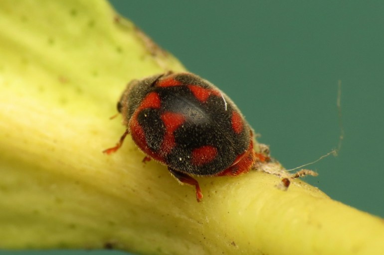 مستقبل حياة البشر قد يكون مرهونا بالحشرات، والمكافحة البيولوجية للآفات الزراعة (ويكيبيديا)