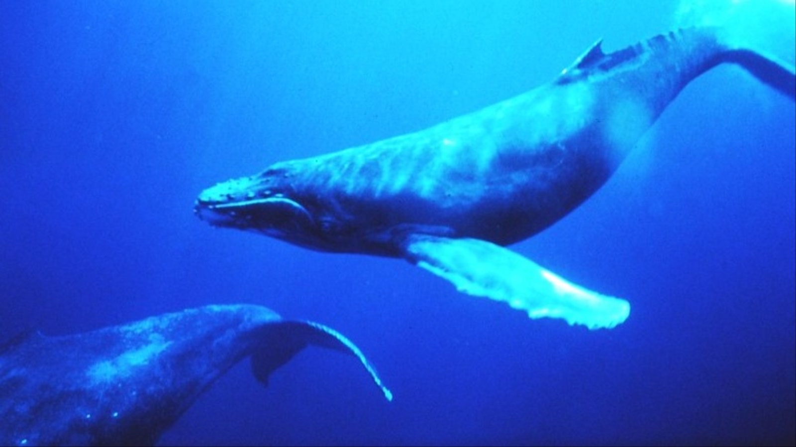 ‪الحوت الأزرق أكبر الثدييات على الأرض‬ (فليكرز) 