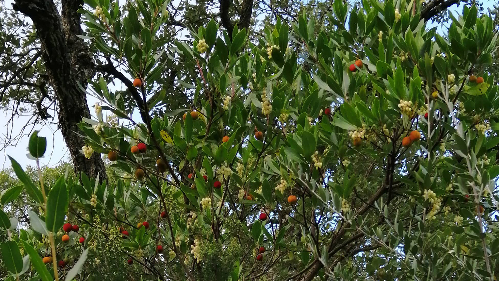ثمرات اللنج الحمراء والصفراء تضفي جمالا على الشجرة(الجزيرة)
