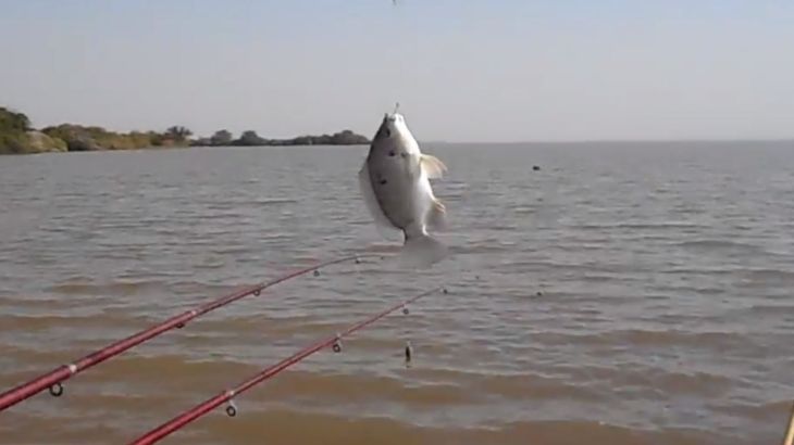 سمك البلطي في السودان