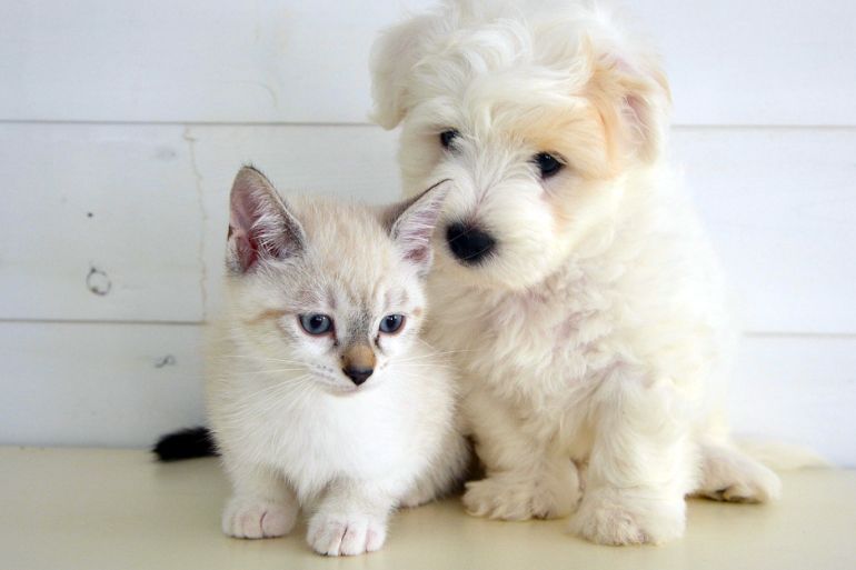 كلب وقطة من بيكاسبي