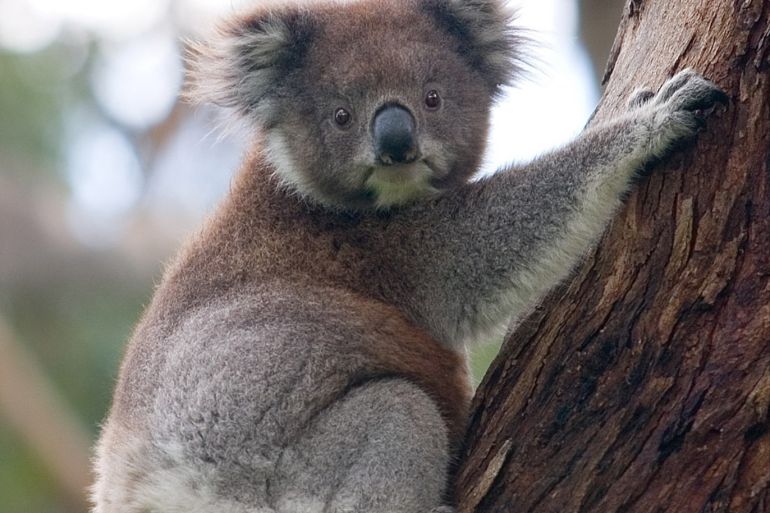 لم تظهر الكوالا بعد في قوائم الحماية لدى الحكومة الأسترالية (ويكيبيديا)
