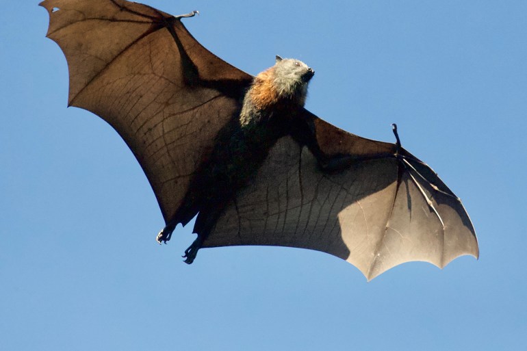 كيف تعيش الخفافيش وهي تحمل العديد من الفيروسات؟ (unsplash)