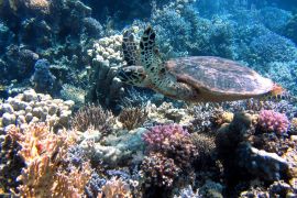 الشعاب المرجانية تساهم في حفظ بصمة كيميائية للمياه (بيكساباي)