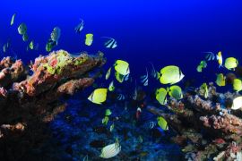 سلوك أسماك الشعاب المرجانية لا يتأثر على الإطلاق بتحمض المحيطات (بيكساباي)
