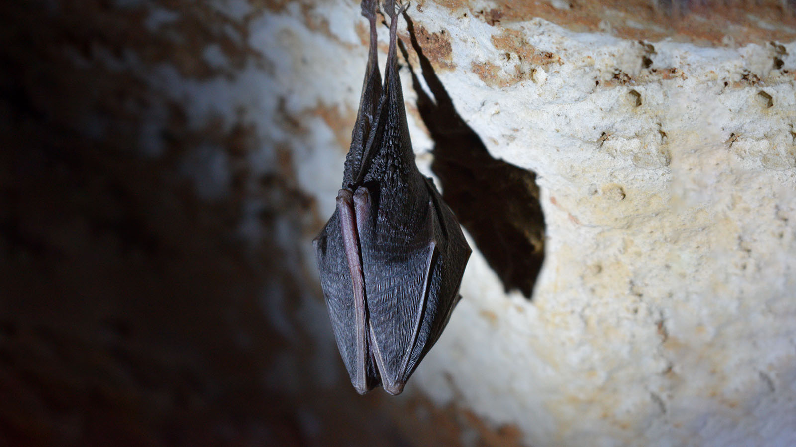 ‪الخفافيش تعيش غالبا في مستعمرات ضخمة بالكهوف مما يجعل ظروف الازدحام مثالية لنقل الأمراض فيما‬ بينها (مواقع التواصل)