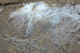 تم اكتشاف بقايا الغزل الفطري في صخور يرجع تاريخها من 715 إلى 810 مليون عام (ويكيميديا)