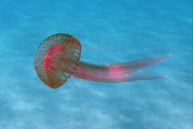 قناديل البحر الحمراء الصغيرة تعيش في أعالي البحار (ويكيبيديا)