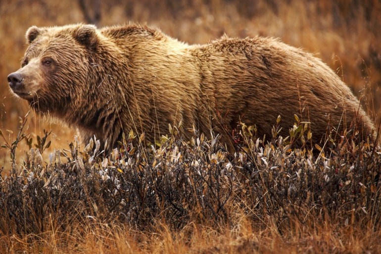 يمتاز الدب الرمادي بجودة عضلاته بعد السبات الشتوي (ويكيبيديا)