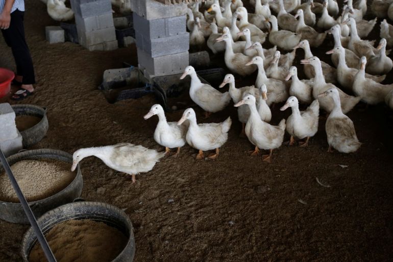 Ducks are fed at a farm in Jiaxiang county, Shandong province, China, July 16, 2019. Picture taken July 16, 2019. REUTERS/Jason Lee