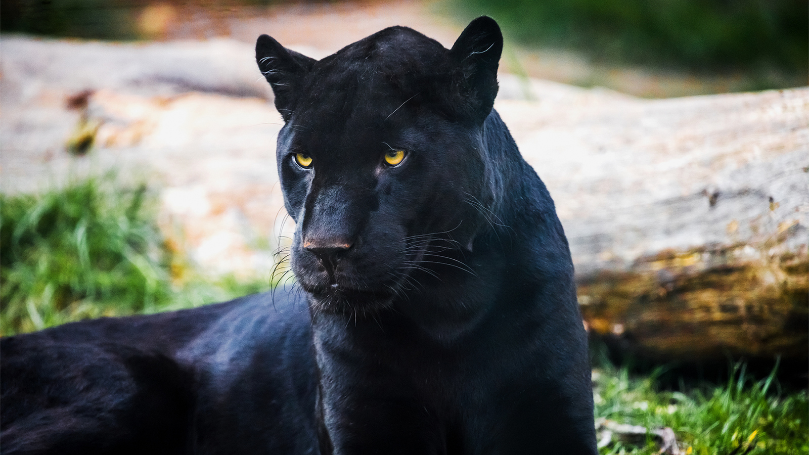 النمر الأسود أرسله محافظ برازيلي إلى الملكة عام 1968(غيتي)