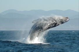 مع ارتفاع درجة حرارة المحيط، حدث تحول في النظام البيئي وفي سلوك تغذية الحيتان الحدباء (ويكيبيديا)