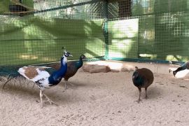 مزرعة تربية الطاووس في قطر