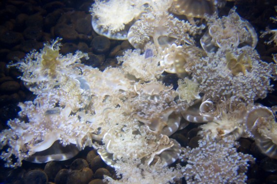 قنديل كاسيوبيا الملقب بقنديل البحر المقلوب يستطيع إطلاق مقذوفات سامة لاصطياد فرائسه (ويكيميديا كومونز).