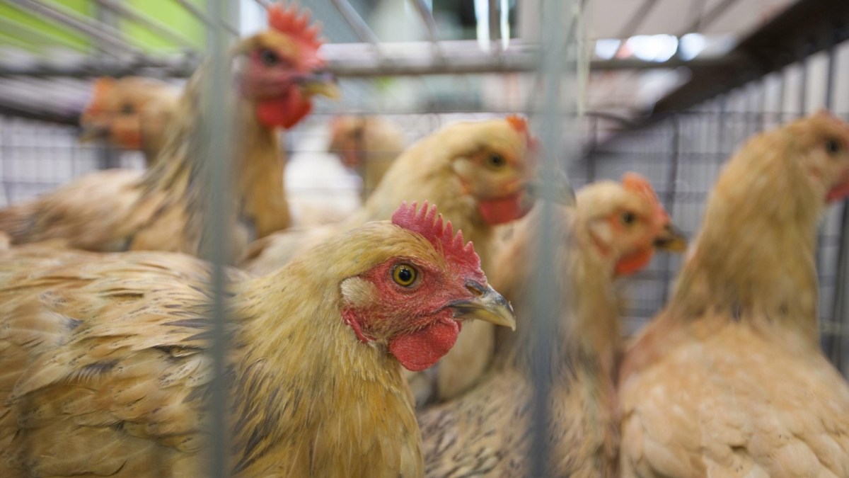 Les experts tirent la sonnette d’alarme : le virus de la grippe aviaire H5N1 évolue rapidement |  Santé