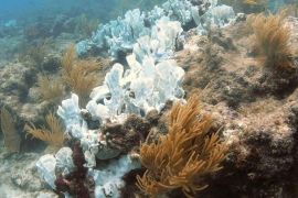 تسبب ارتفاع درجات حرارة المحيطات في تبيض المرجان مما يعرضه لخطر الموت (هيئة المسج الجيولوجي الأمريكي)