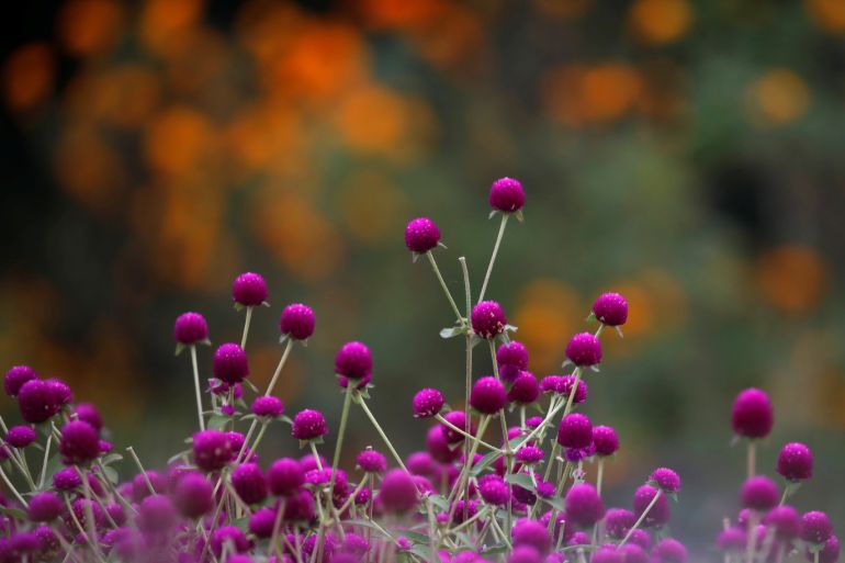 Globe amaranth flowers, used to make garlands and offer prayers, blooms on the field before selling them to the market for the Tihar festival, also called Diwali, in Bhaktapur, Nepal October 21, 2019. REUTERS/Navesh Chitrakar