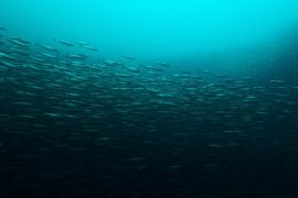 انخفاض أعداد أسماك الرنجة الأطلسية بالقرب من النطاقات الحارة (يوريك ألرت)
