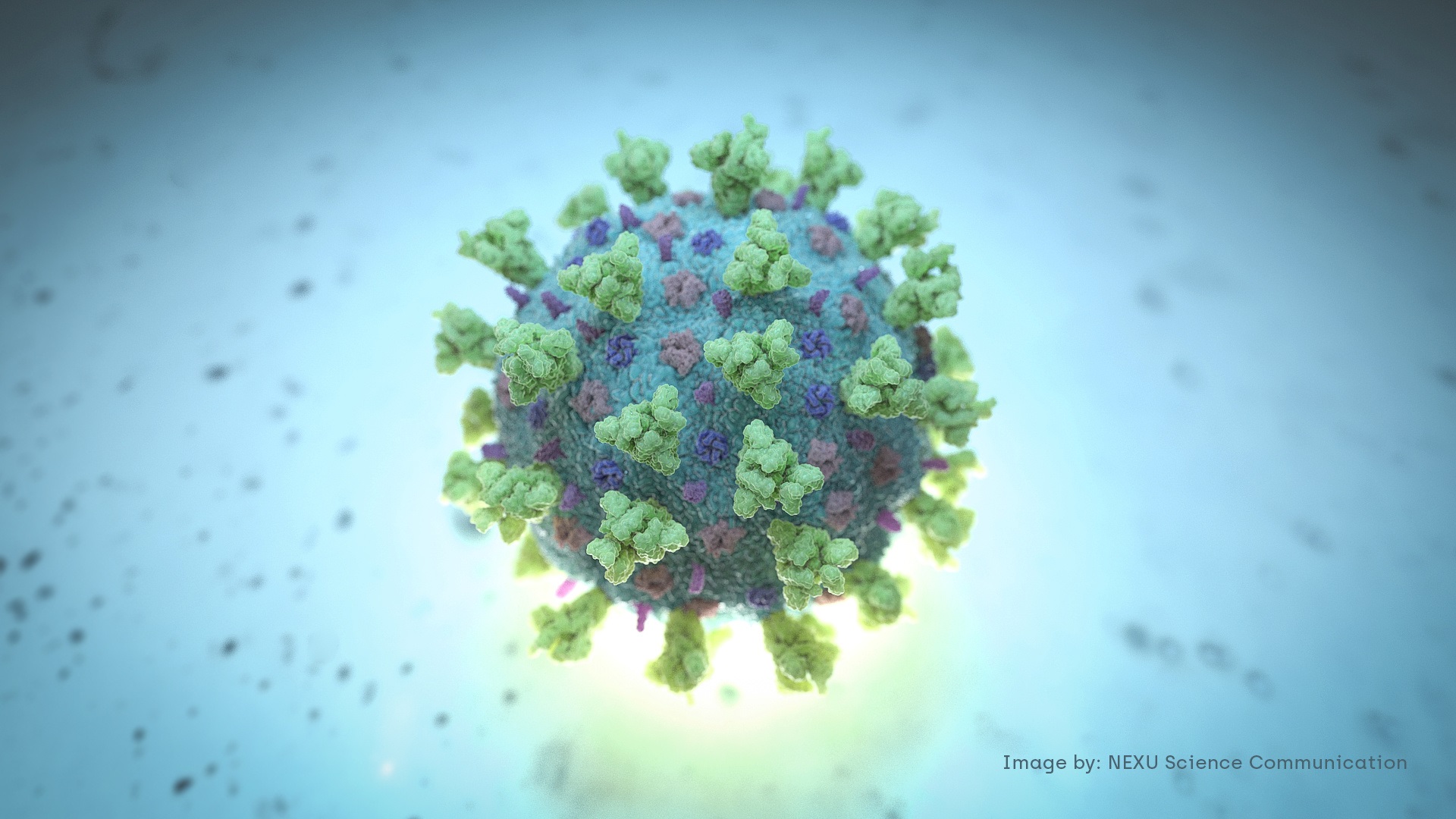 نموذجًا ممثِّلًا هيكليًا لفيروس COVID-19 ، والمعروف باسم فيروس كورونا (رويترز)
