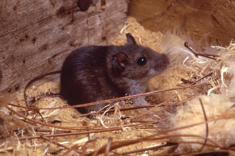 A deer mouse in a sawdust, pine needle, and bird feather habitat is seen in this handout photo obtained by Reuters, July 6, 2017. The deer mice are the principal reservoir of Sin Nombre (SN) virus, the primary etiologic agent of hantavirus cardiopulmonary syndrome (HCPS) in North America, a relatively-new acute respiratory illness. Centers for Disease Control and Prevention/Handout via REUTERS ATTENTION EDITORS - THIS IMAGE WAS PROVIDED BY A THIRD PARTY.