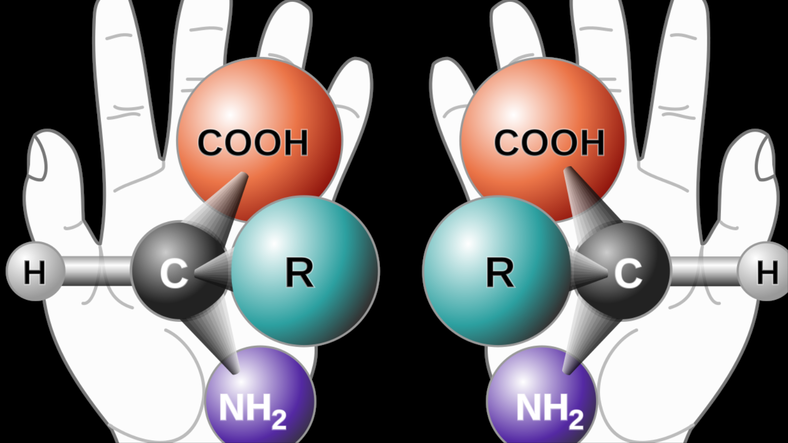 ‪العديد من الجزيئات البيولوجية تظهر في نسختين تشبه اليدين فيما يسمى الكيرالية (ويكيبيديا)‬ العديد من الجزيئات البيولوجية تظهر في نسختين تشبه اليدين فيما يسمى الكيرالية (ويكيبيديا)