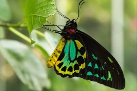 أجنحة بعض أنواع من الفراشات قادرة على امتصاص الضوء بنسبة 99.94 بالمائة (بيكساباي)