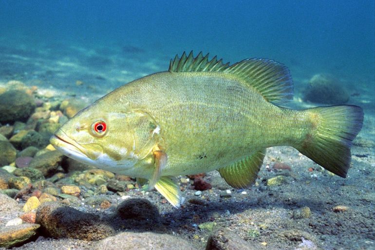 يستمر سمك القاروس ذو الفم الصغير بالعيش في المياه الضحلة شتاء وصيفا، ويدخل في حالة سبات شتوي (ويكيميديا كومونز)