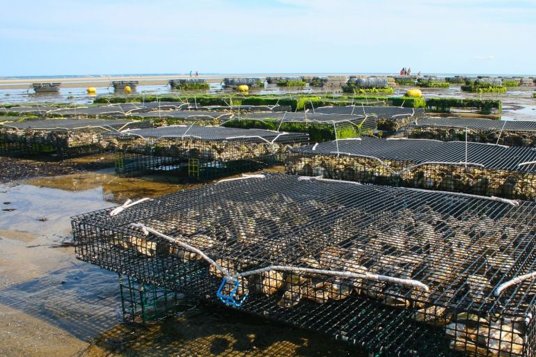 يمكن تطبيق نتائج هذه الدراسة في تحسين طرق تربية الأحياء المائية في المزارع السمكية ومزارع المحار (بيكسابي)